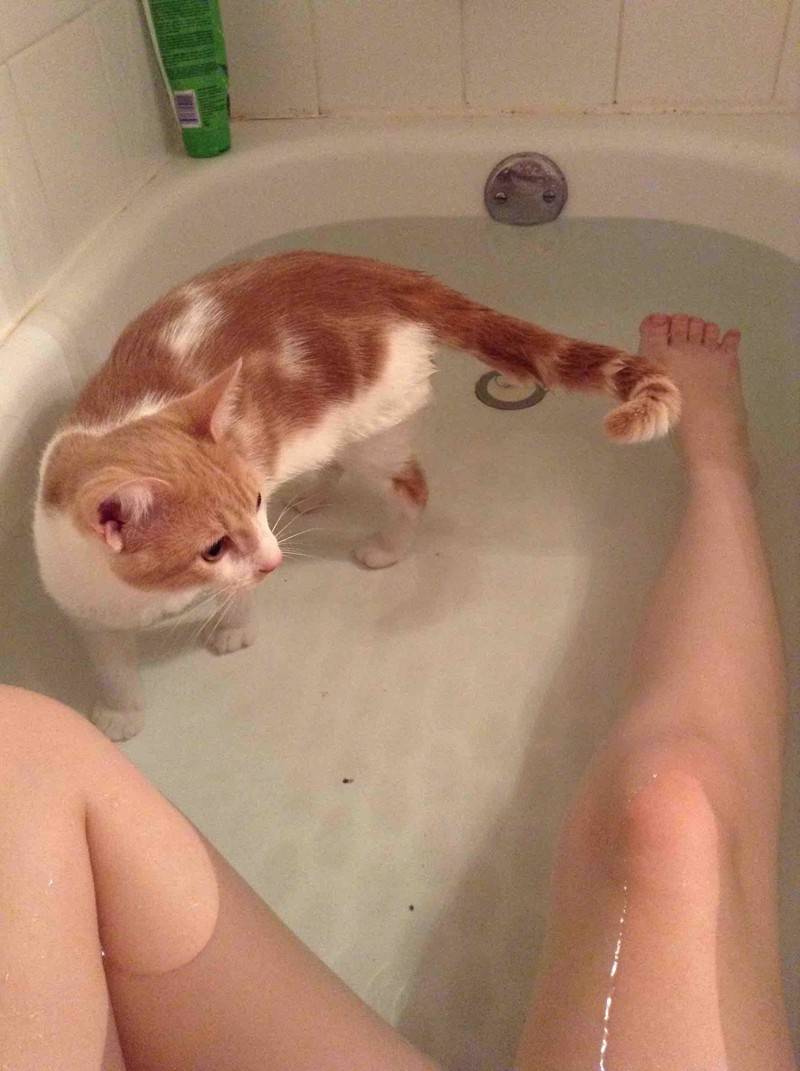 Как в домашних условиях помыть кота, если он боится воды, кусается и царапается?