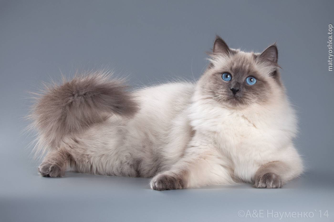 Невская маскарадная кошка — история, отличительные черты, стандарты, характер, питание + 97 фото