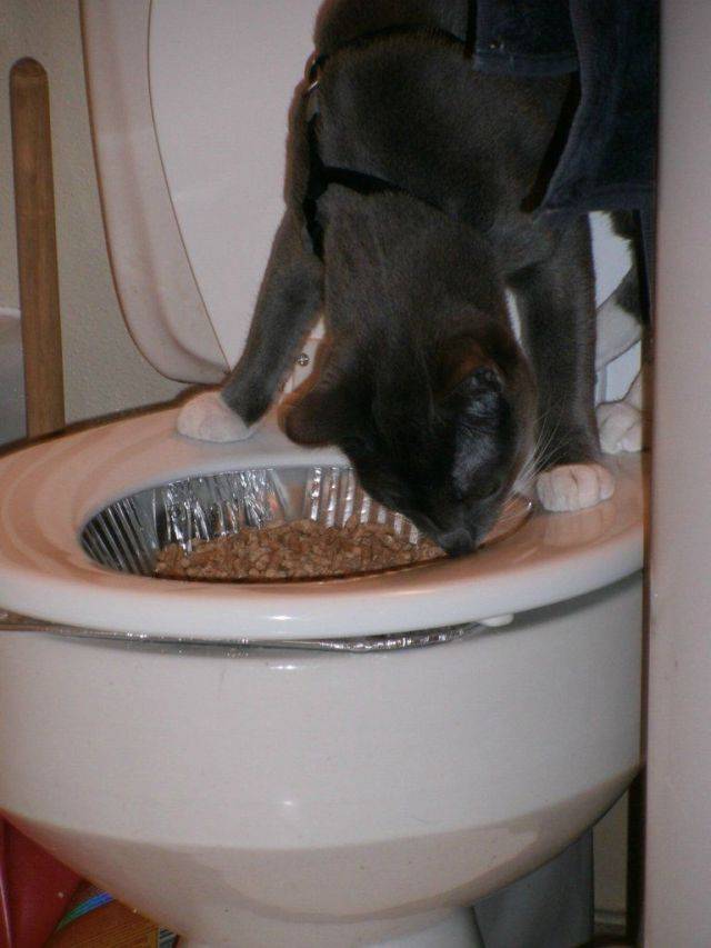Как приучить котенка к унитазу в домашних условиях: инструкция по приучению животного к туалету