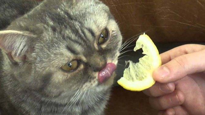 Какой запах не любят кошки: 7 отпугивающих котов ароматов и рейтинг спреев