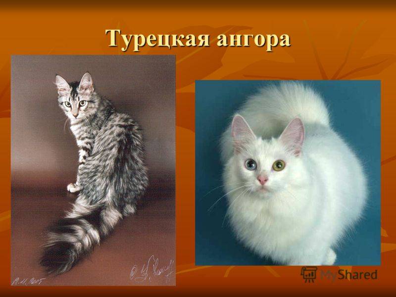 Турецкая ангора котята: внешность, фото, характер, уход