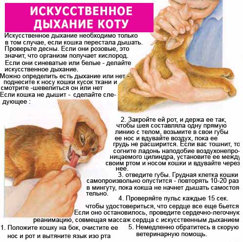 Стеноз ноздрей у кошек и собак