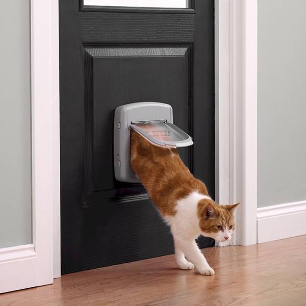 Дверь для кошки: виды и их изготовление | двери дома