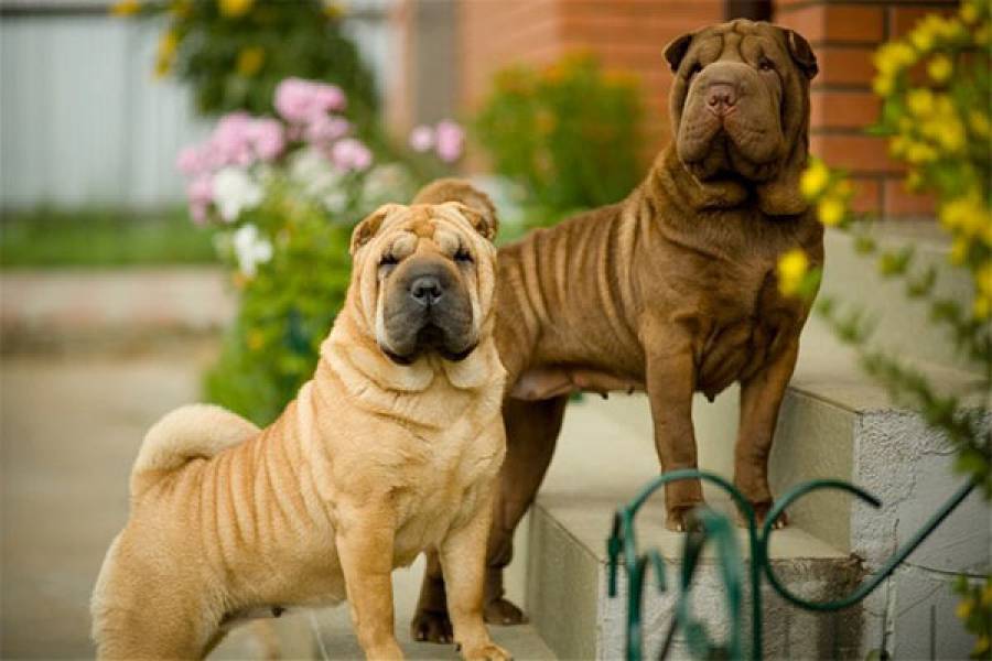 Шарпей: описание породы, характер, фото собаки, уход и отзывы собаководов