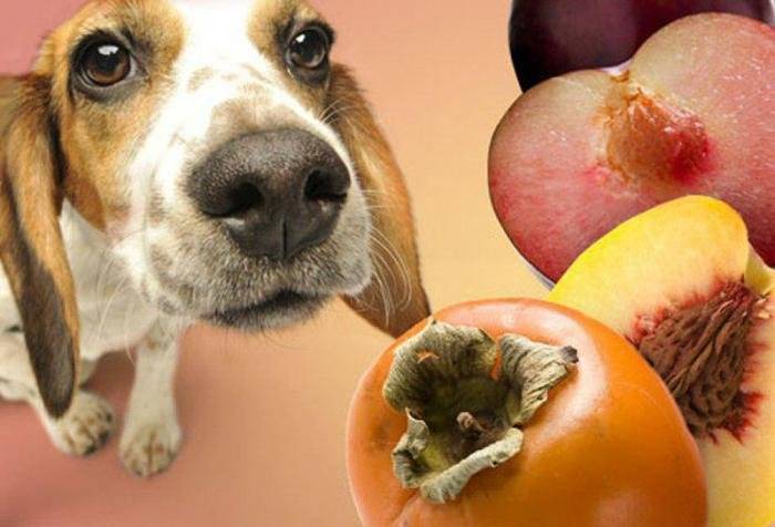 Можно ли собаке яблоки?