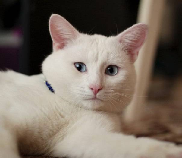 Почему белые кошки глухие? ответы эксперта