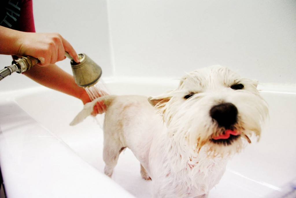Как убрать запах собачьей мочи в домашних условиях: 20 лучших средств для выведения вони