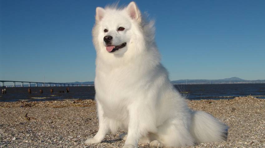 Американский эскимосский шпиц: фото собаки и сколько стоит карликовый или той