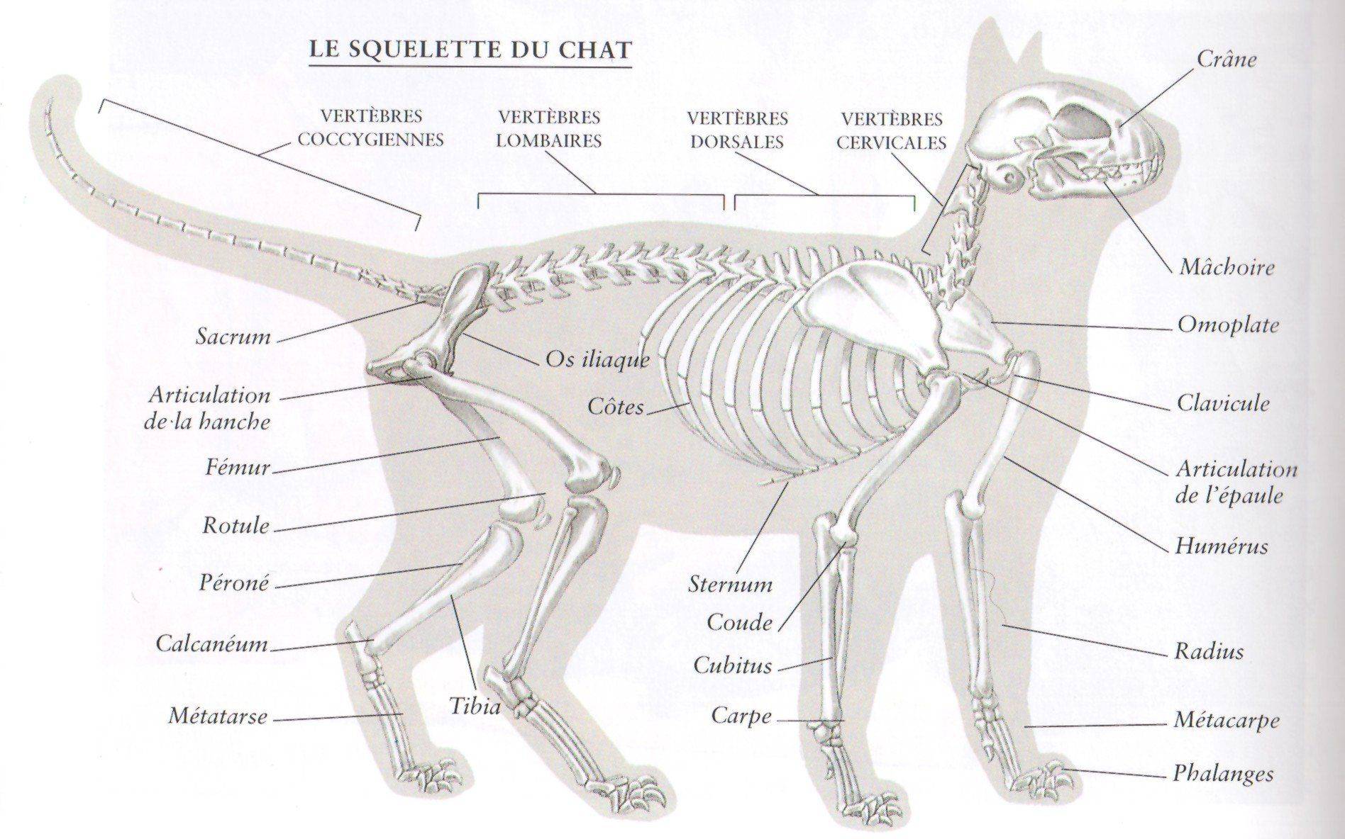Внешнее строение кошки кратко. Скелет кошки строение. Строение скелета котенка. Анатомия костей плюсны кошки. Скелет кошки с названием костей.