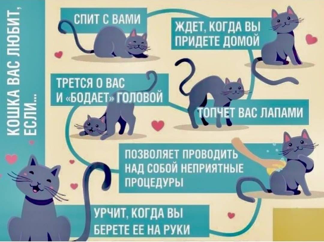 Вязка кошек и котов [случка]: советы от заводчиков, как проходит