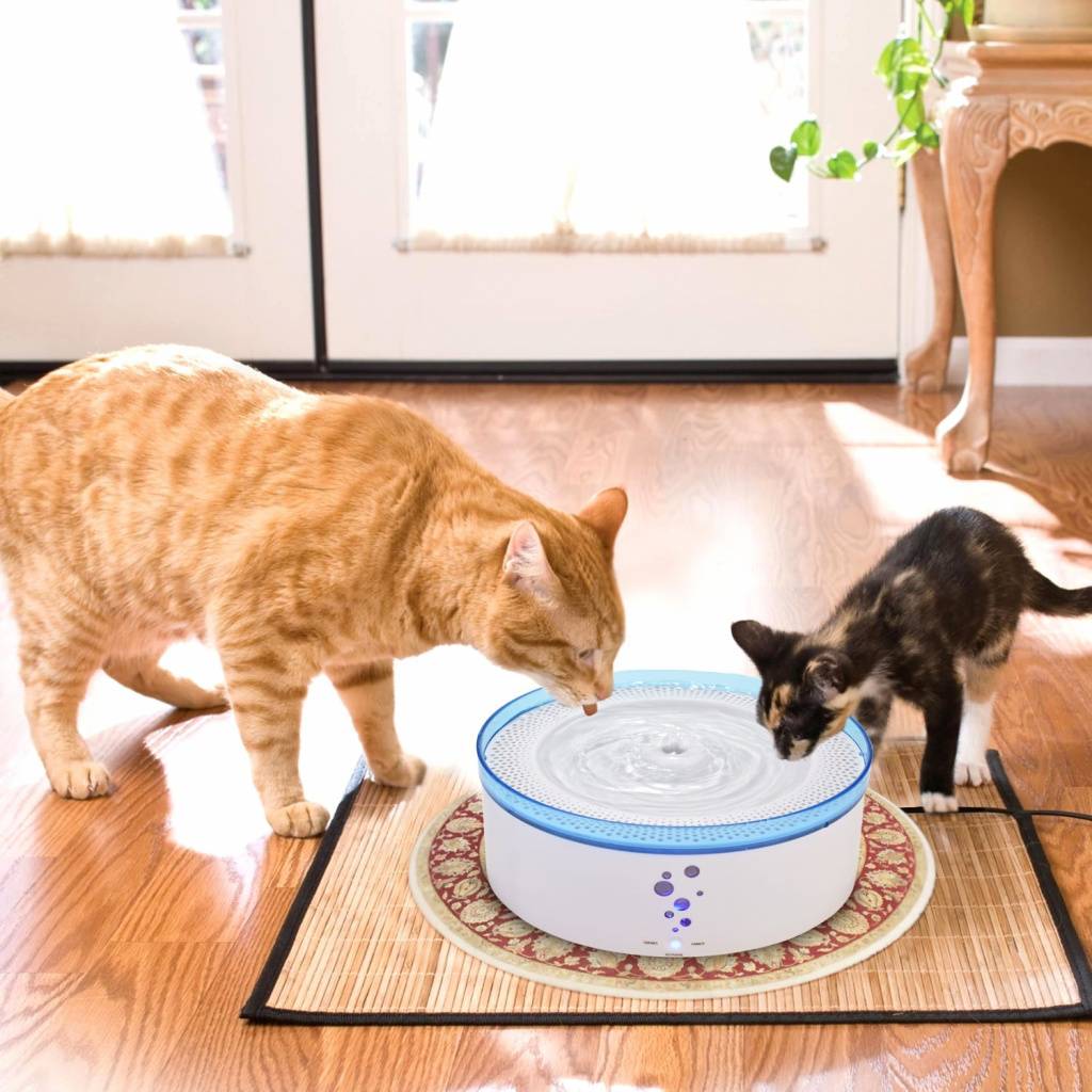 Почему нужно заставлять кошку пить больше воды - gafki.ru