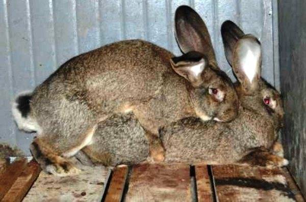 Спаривание кроликов: основные правила. случка кроликов. размножение декоративных кроликов