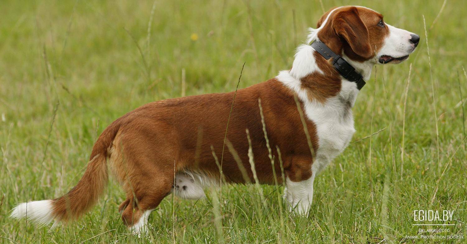 Чунцин (китайский бульдог) — фото, описание породы, особенности собаки