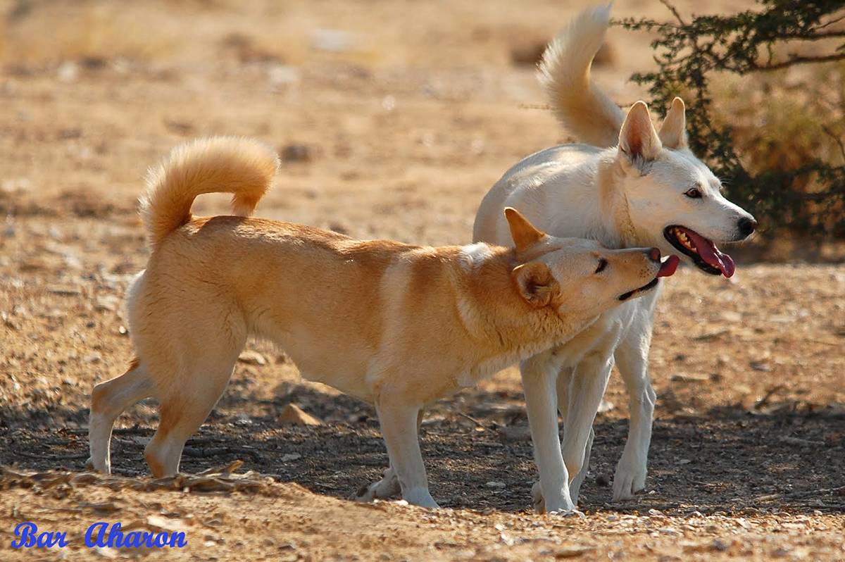 Как правильно воспитать из щенка хорошую, послушную собаку: секреты воспитания щенка и уход за ним