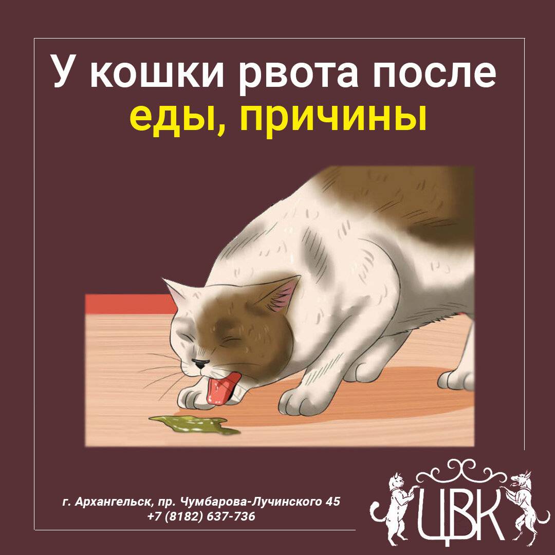 Кошка отравилась — что делать? | | блог ветклиники "беланта"