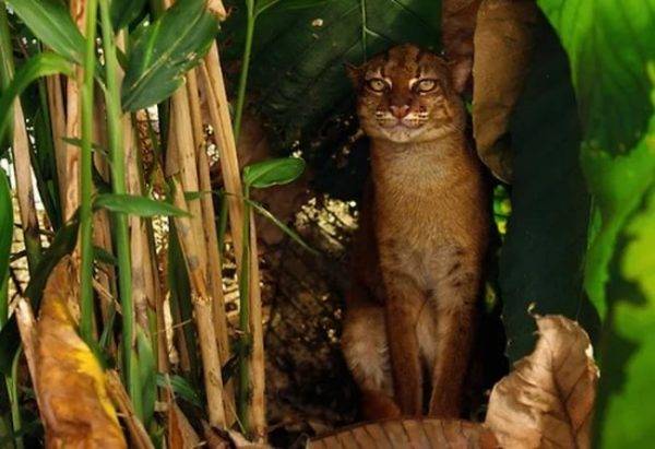 Калимантанская кошка — грациозная хищница на грани вымирания