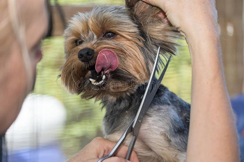 Что вам нужно знать о синдроме свисающего языка у собак