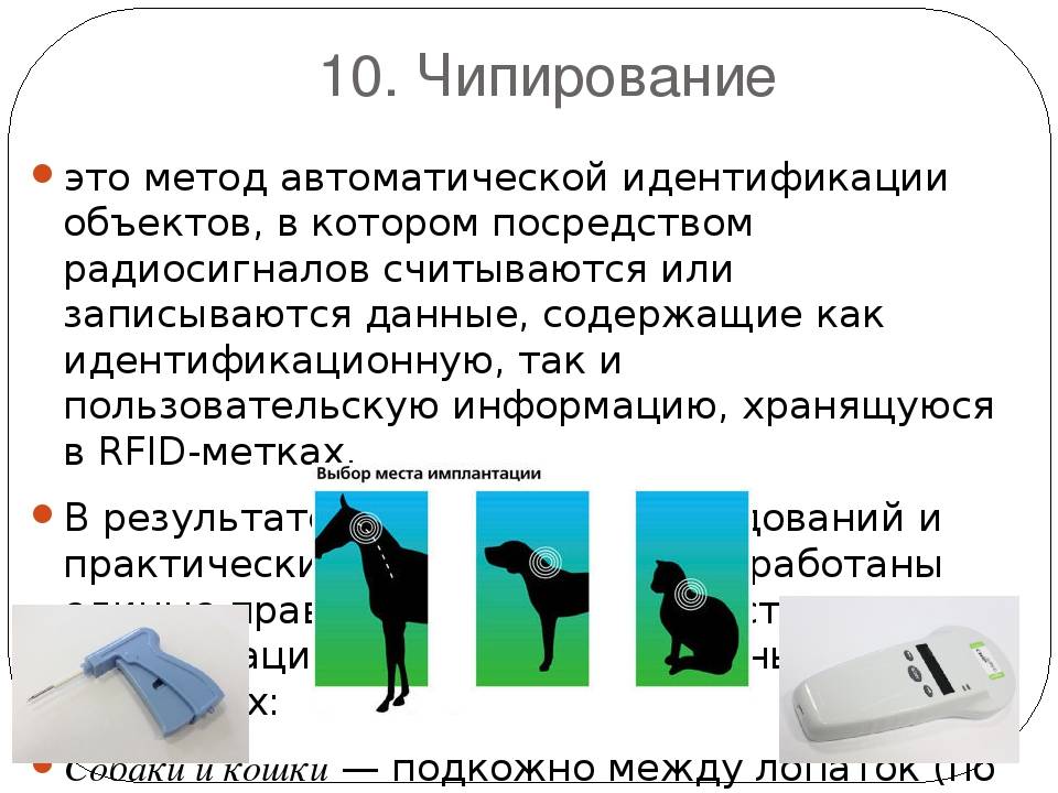 Что такое чипирование котов и для чего это нужно? | блог ветклиники "беланта"