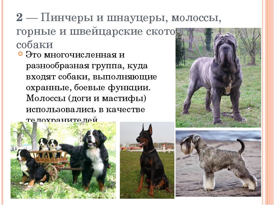 Порода собак шнауцер (schnauzer): фото, видео, описание породы и её видов