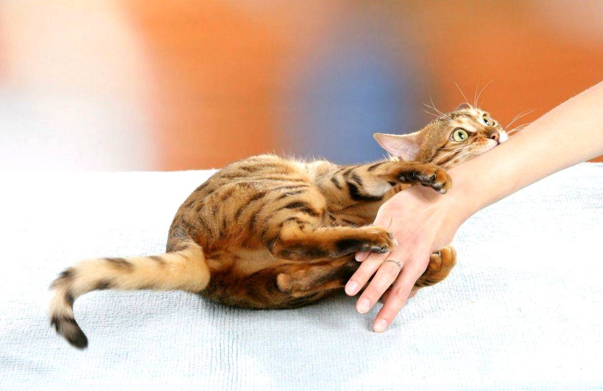 Почему кошка кусает руку когда её гладишь