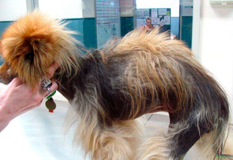 Алопеция у собак: причины, диагностика и лечение | блог ветклиники "беланта"