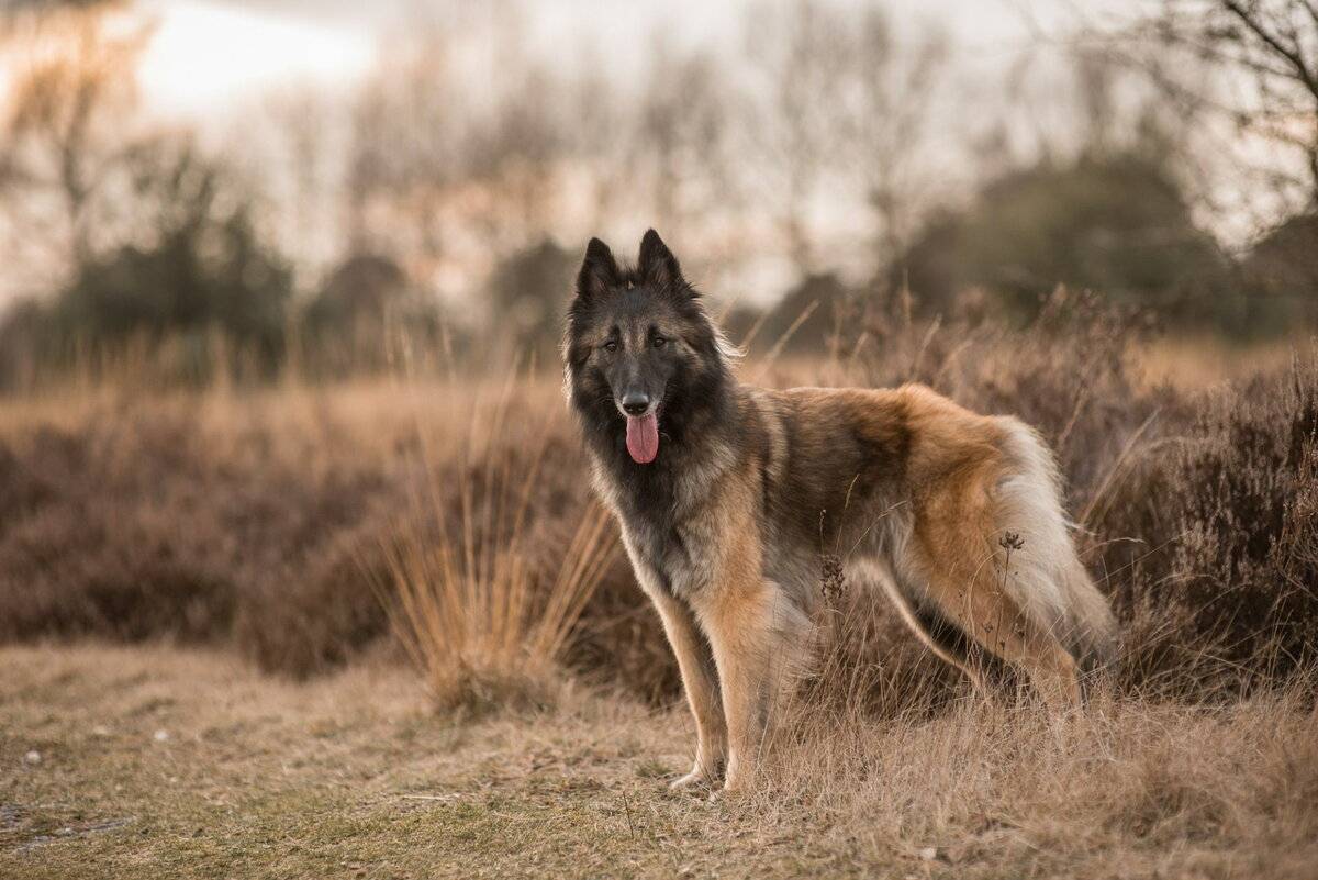 Порода собак бельгийская овчарка: фото, видео, описание породы и ее видов