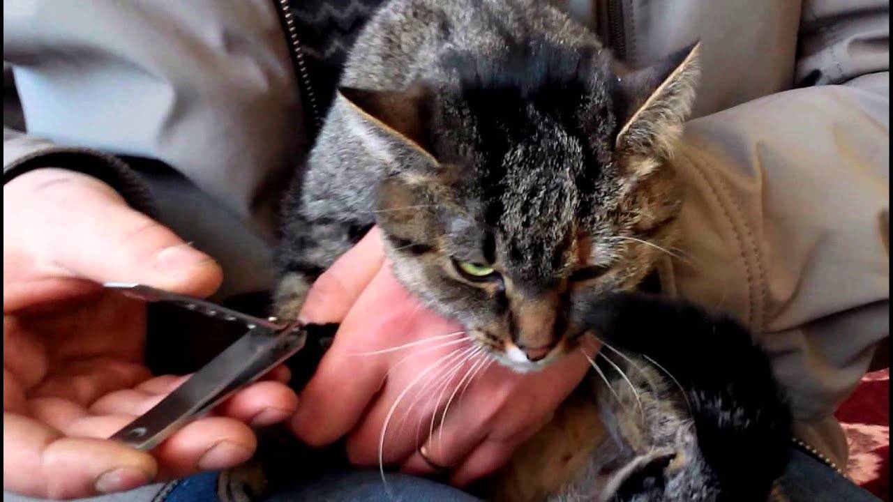 Как подстричь когти кошке в домашних условиях, описание, видео