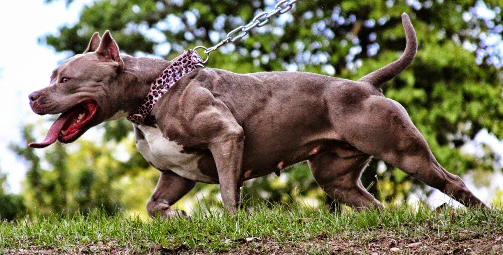 Агрессивные породы собак. описание, названия и фото самых агрессивных собак | животный мир