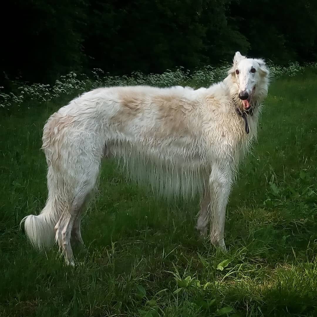 Гончие собаки (45 фото): эстонкие и английские пегие, литовские собаки и другие виды. содержание охотничьих псов. выбор щенка