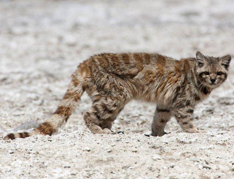 Суматранская кошка: описание вида, характер и повадки, среда обитания, фото