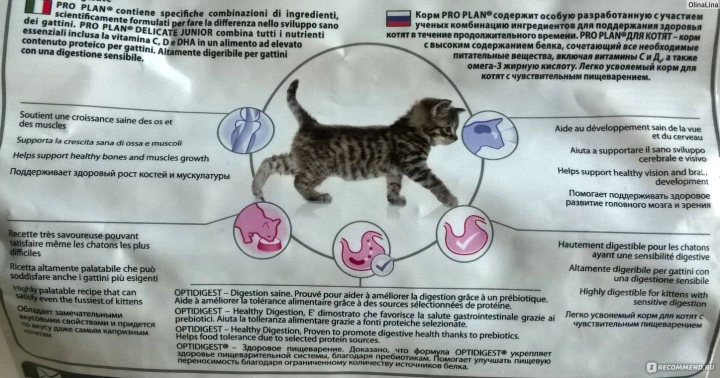 Нарушение лактации у кошки: причины и стимуляция, чем можно кормить котенка