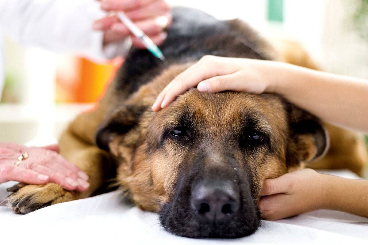 Парализовало собаку - уход и лечение за животными при параличе в москве. ветеринарная клиника "зоостатус"