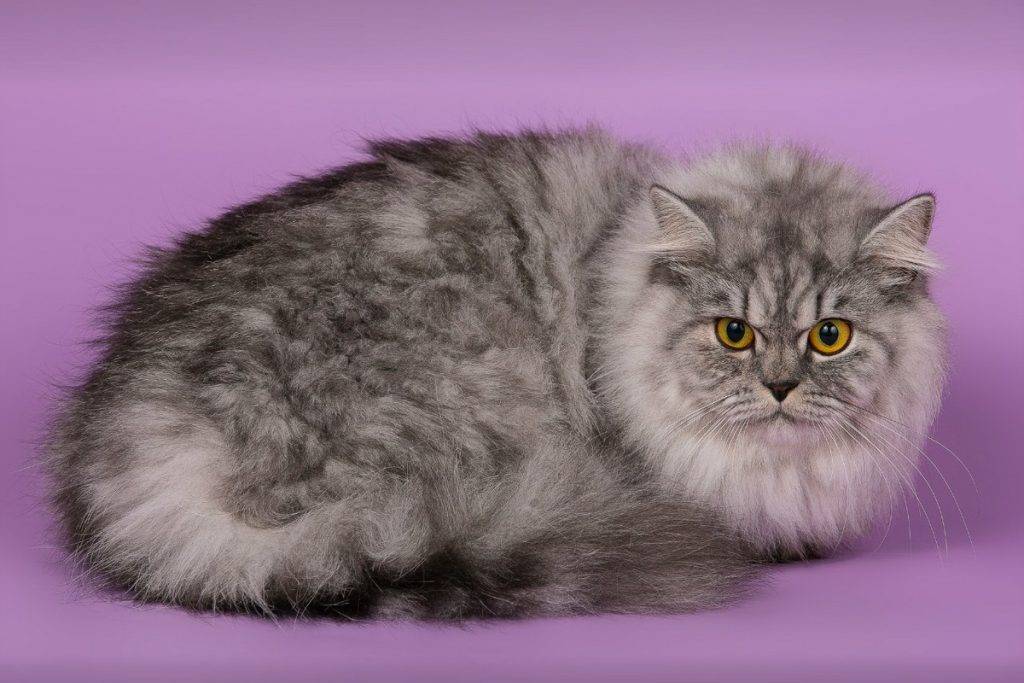 Британская длинношерстная кошка: особенности, описание, фото