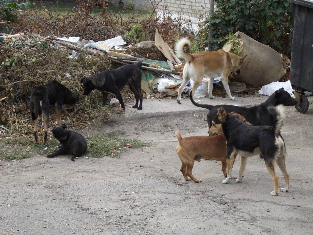 Отстреливать или стерилизовать: бродячие собаки убивают, зоозащитники и власти спорят