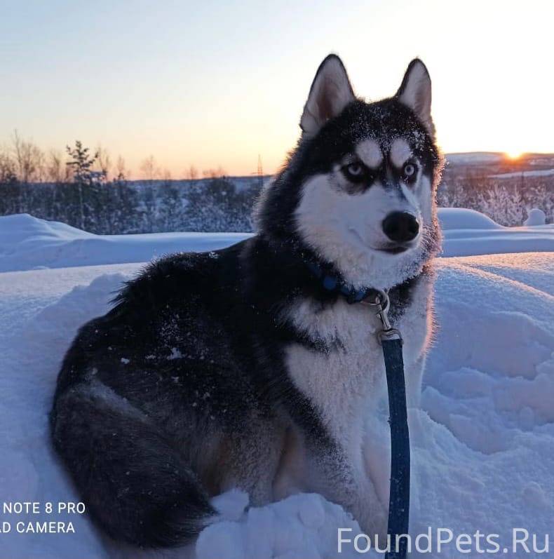 Собаки российских звезд: любимые питомцы