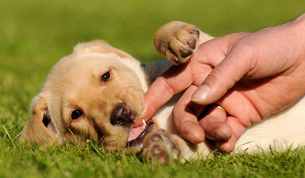 Почему щенок кусает руки. как отучить щенка кусаться? как вести себя хозяину?