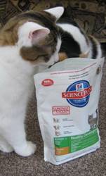 Как выявить пищевую аллергию у кошки