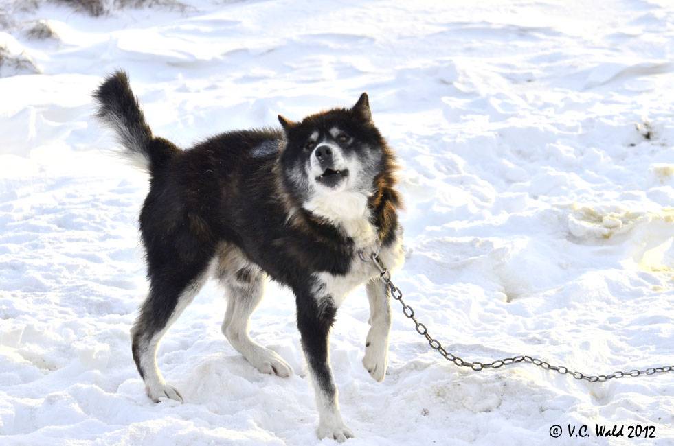 Ездовые собаки (32 фото): обзор северных и чукотских, камчатских, сибирских и других ездовых пород собак. как их обучают и дрессируют?