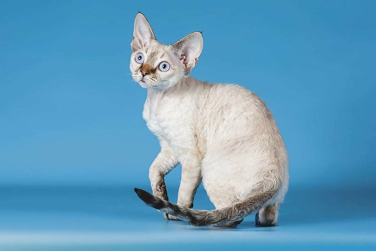 Особенности, разновидности и фото гипоаллергенных пород кошек, как за ними ухаживать