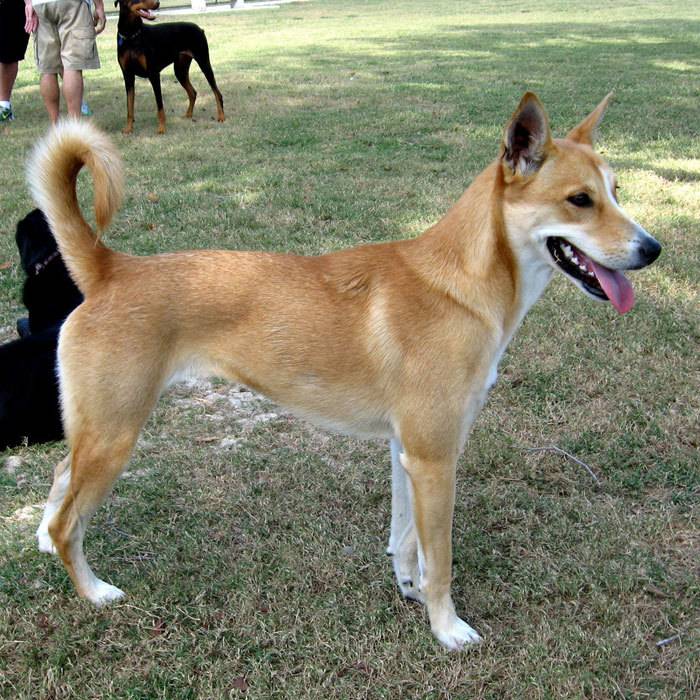 Ханаанская собака: описание породы и советы по содержанию