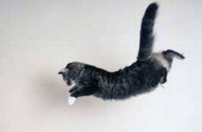 Что делать если кошка упала с большой высоты