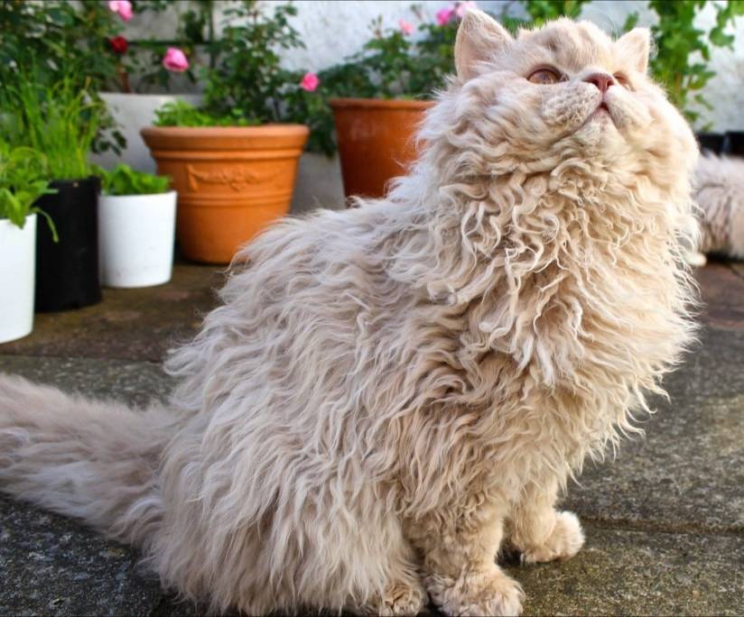 Особенности содержания лысых кошек | блог ветклиники "беланта"