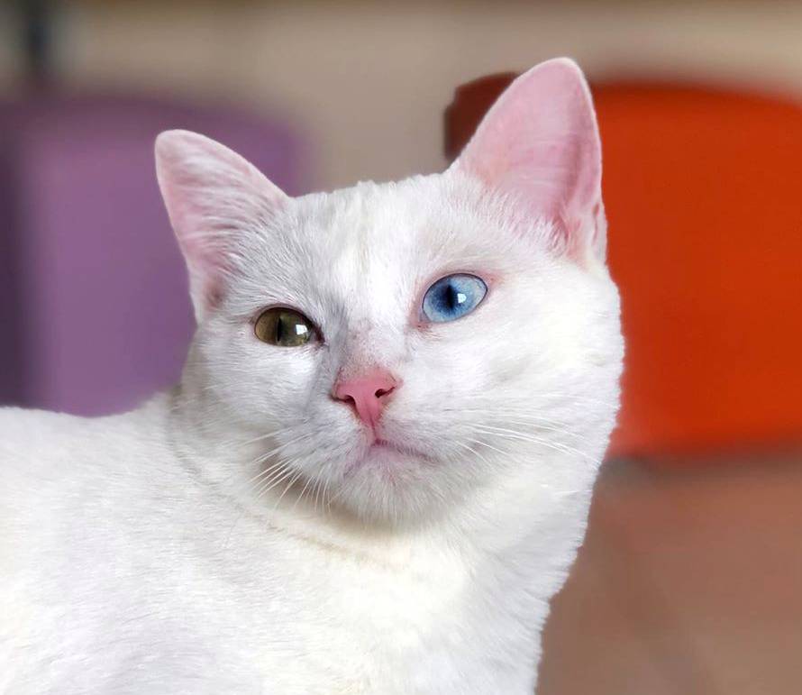 Породы кошек с разными глазами