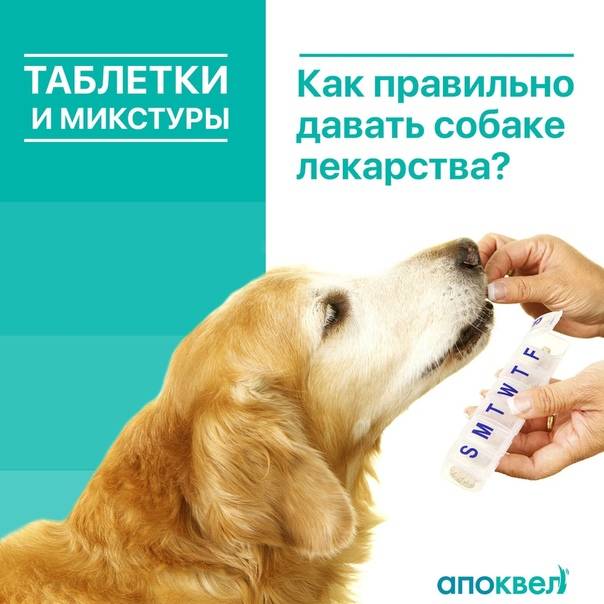 Как дать таблетку щенку? несколько полезных рекомендаций и видео