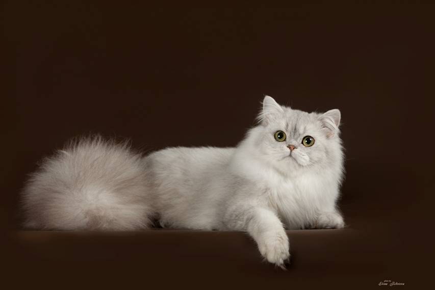 Хайленд-страйт: шотландская длинношерстная прямоухая кошка, описание породы, уход и содержание, фото, отзывы владельцев