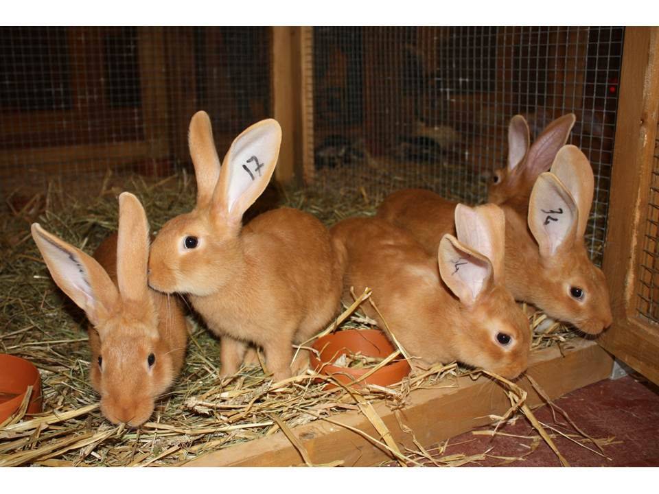 Бургундский кролик: в чем особенности его экстерьера и правила содержания