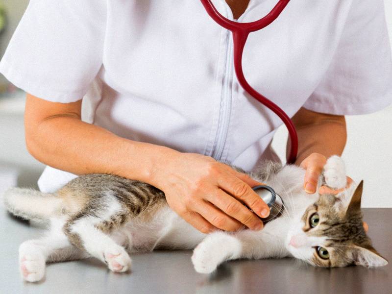 20 самых распространенных болезней кошек с описанием и фото
