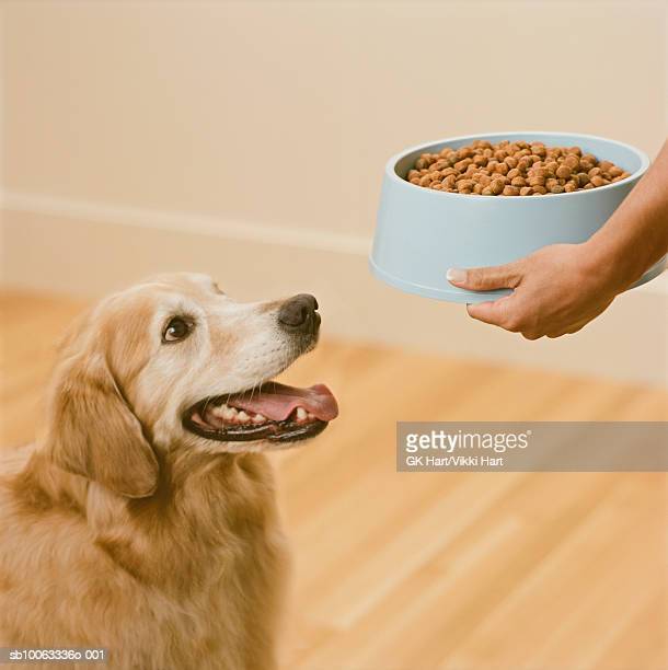 Когда кормить собаку: до или после прогулки?