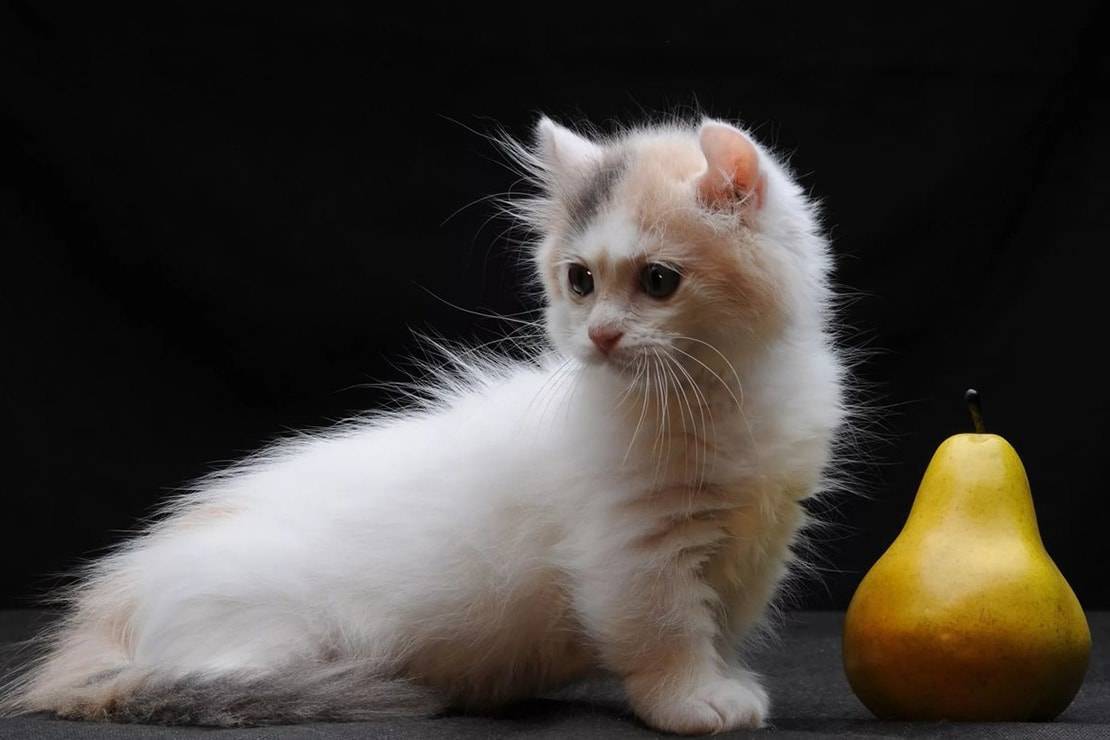 Самая маленькая порода кошек: топ-7 представителей миниатюрных пород