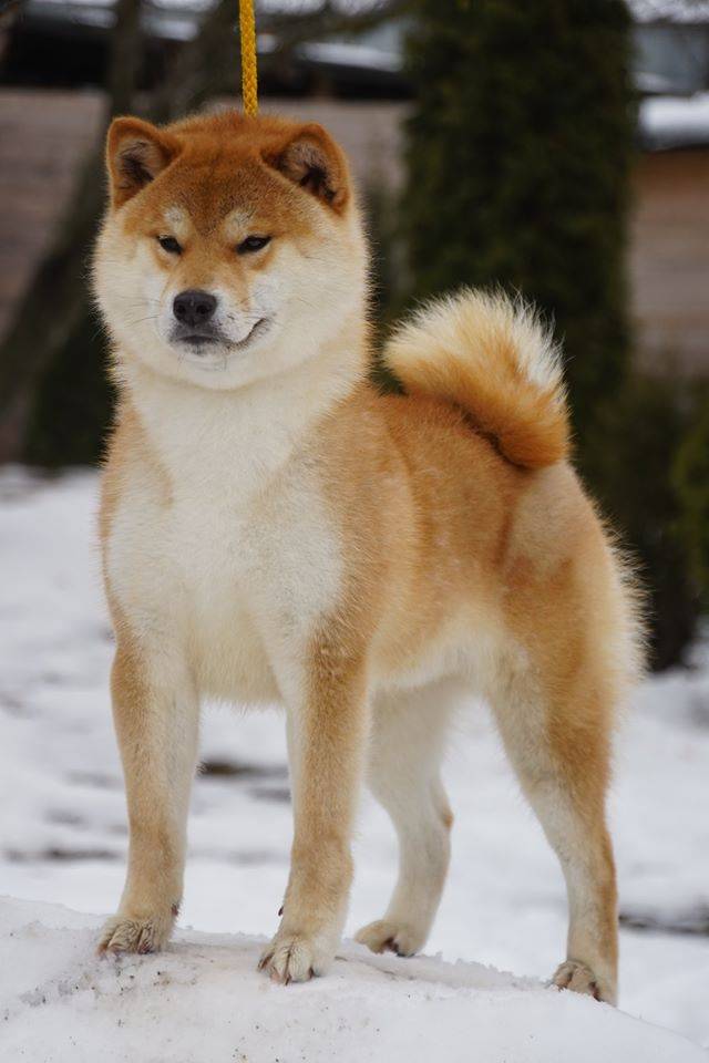 Японские породы собак - названия и фото (каталог)